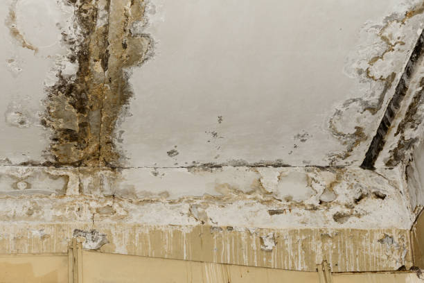 Best Post-Remediation Verification Testing  in Biscayne Park, FL