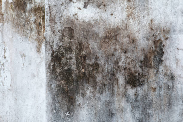 Reliable Biscayne Park, FL Mold Removal Solutions