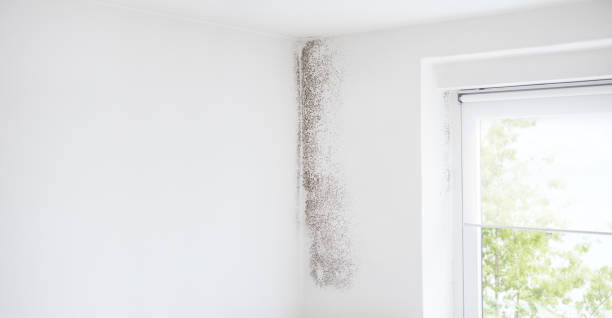 Best Post-Construction Mold Inspection  in Biscayne Park, FL