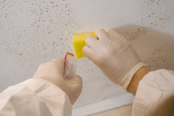 Asbestos and Lead Testing During Mold Inspection in Biscayne Park, FL