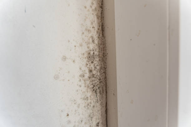 Best Basement Mold Removal  in Biscayne Park, FL